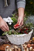 Making autumnal arrangement in basket with cyclamen, wintergreen, ivy and bulbs