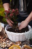 Creating an autumnal arrangement of narcissus bulbs and skimmia in a basket