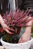 Creating an autumnal arrangement of narcissus bulbs, skimmia, heather and leucophyta in a basket