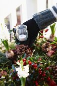 Adding tealight holder to Christmas arrangement of fir branches, wintergreen, bay, apples, hyacinths and pine cones