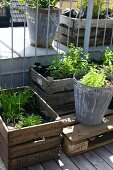 Pflanzen im Holzkasten und Metall Pflanzenkübel auf Dachterrasse