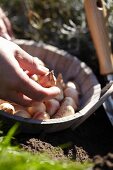 Planting flower bulbs