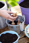 Planting bulbs in a pot