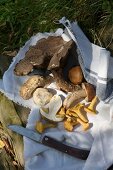 Wild mushrooms on a torn tea towel