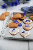 Heart-shaped cinnamon biscuits with sugar glaze and cornflower petals on a baking tray