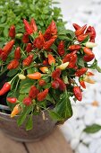 Chilli plant in zinc bucket