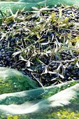 Frisch geerntete Oliven auf Netzen