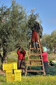 The olive harvest in Tunisia
