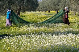 The olive harvest in Tunisia