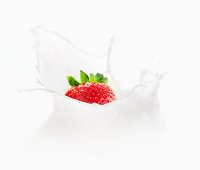 Strawberry falling into milk