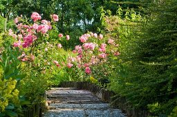 Blooming rose bushes alongside a sloping garden path in a Mediterranean setting