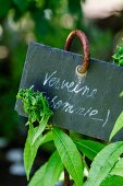 Frische Verbene im Garten mit Schild (Naturheilmittel bei Schlaflosigkeit)