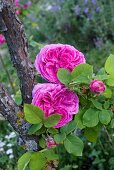 Bourbon roses (old rose variety)