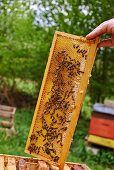 Bees on the comb