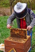 A bee-keeper wearing a bee-keeper's hat checking the honeycombs