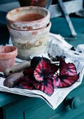 Terracotta pots and rex begonia cuttings on newspaper