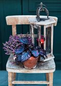 Rex begonia, heather & vintage lantern on rustic wooden chair