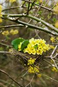 Schlüsselblumen in einem Vogelnest im Gestrüpp (aus Wildrosen und blühender Kornelkirsche)