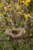 Leeres Vogelnest im Gestrüpp aus Wildrose und blühender Kornelkirsche