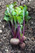 Harvested beetroot lying on the soil