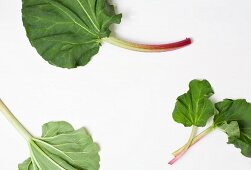 Rhubarb leaves