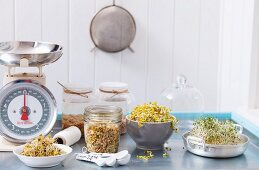 Assorted edible shoots in jars and bowls, and a set of kitchen scales