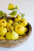 Quinces in a wooden bowl