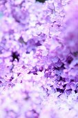 Purple lilac flower (close-up)