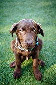 Ein Labrador auf Wiese