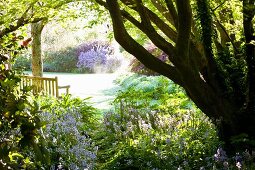 Spacious garden with blue-flowering harebells (Campanula rotundifolia) and wooden bench below sycamore trees