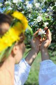 Woman's hands held protectively around apple blossom