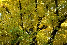 Gingko tree with yellow leaves