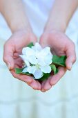 A woman's cupped hands, holding up white apple blossom