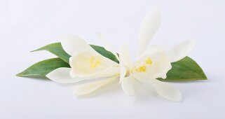 Two vanilla flowers