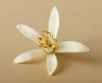 A citrus flower