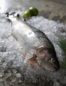 Salmon on ice