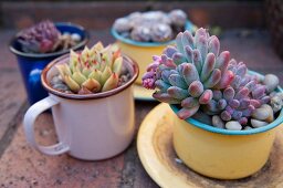 Succulents planted in various enamel mugs