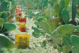 Prickly pears being harvested (Sicily)