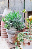 Lavender in terracotta pot in greenhouse