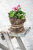 Red and white flowering scented pelargonium in small pot wrapped in dry moss and raffia on rustic wooden bench