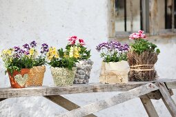 Various flowering plants in pots decorated in different manners