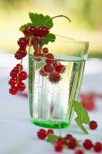 Ein Wasserglas mit roten Johannisbeeren auf Gartentisch