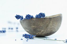 Lavender flowers in a coconut shell