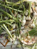 Elephant garlic in a basket