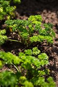 Curly parsley growing in a bed