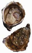 A fresh Gillardeau oyster