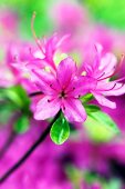 Lilac azalea flowers