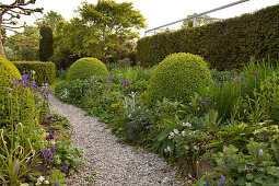 Romantic gravel path lined with purple flowers and large box balls