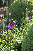 Flowering alliums and aquilegia in sunshine