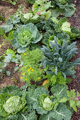 Top view of savoy cabbages in vegetable patch
